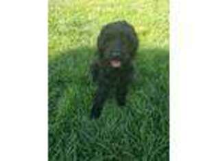 Labradoodle Puppy for sale in Sandy, UT, USA