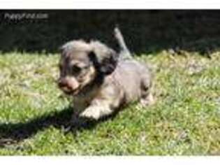 Dachshund Puppy for sale in Lynn, IN, USA