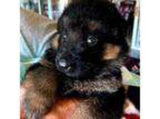 German Shepherd Dog Puppy for sale in Woodruff, SC, USA