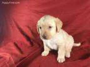 Labrador Retriever Puppy for sale in Clintonville, WI, USA