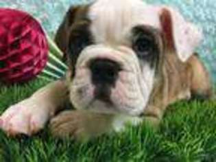 Bulldog Puppy for sale in Hattiesburg, MS, USA