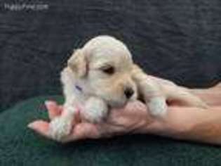 Goldendoodle Puppy for sale in Orange, TX, USA