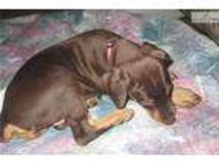 Doberman Pinscher Puppy for sale in Lafayette, IN, USA