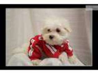 Maltese Puppy for sale in Little Rock, AR, USA