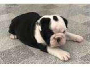Bulldog Puppy for sale in Circleville, NY, USA
