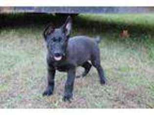 German Shepherd Dog Puppy for sale in Stoneville, NC, USA