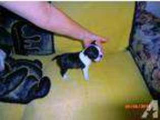 Boston Terrier Puppy for sale in BEAUMONT, CA, USA