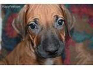 Rhodesian Ridgeback Puppy for sale in Morenci, MI, USA