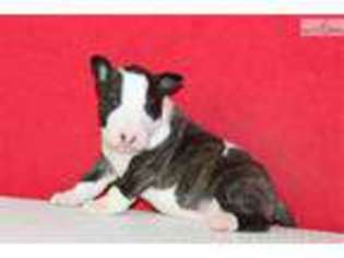 Bull Terrier Puppy for sale in Fort Lauderdale, FL, USA