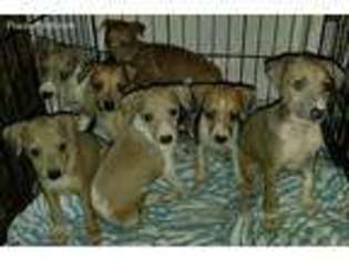 Italian Greyhound Puppy for sale in Belmont, MA, USA