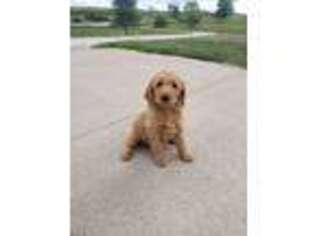 Goldendoodle Puppy for sale in Sigourney, IA, USA