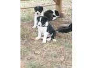 Border Collie Puppy for sale in Carey, OH, USA