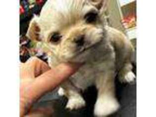 Chihuahua Puppy for sale in Weymouth, MA, USA