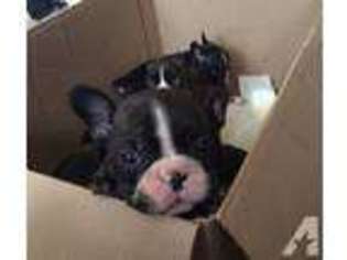 French Bulldog Puppy for sale in LATROBE, PA, USA