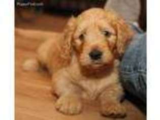 Goldendoodle Puppy for sale in Powhatan, VA, USA
