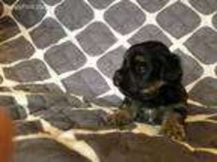 Mutt Puppy for sale in Ware, MA, USA