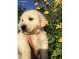 Mutt Puppy for sale in Deer Trail, CO, USA