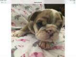 Bulldog Puppy for sale in Commerce City, CO, USA