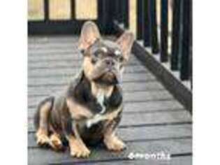 French Bulldog Puppy for sale in Nixon, TX, USA