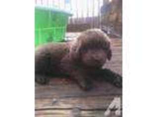 Newfoundland Puppy for sale in RENO, NV, USA