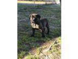 Cane Corso Puppy for sale in Tabor City, NC, USA