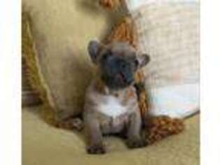 French Bulldog Puppy for sale in Watervliet, MI, USA