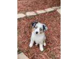 Medium Photo #1 Miniature Australian Shepherd Puppy For Sale in Colorado Springs, CO, USA