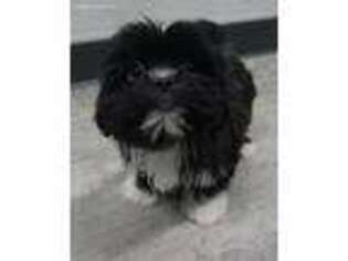 Mal-Shi Puppy for sale in Clare, IL, USA