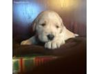 Labradoodle Puppy for sale in Johnston, RI, USA