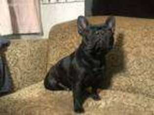 French Bulldog Puppy for sale in Fernwood, ID, USA