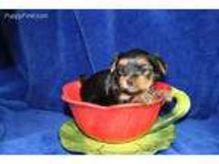 Yorkshire Terrier Puppy for sale in Perris, CA, USA