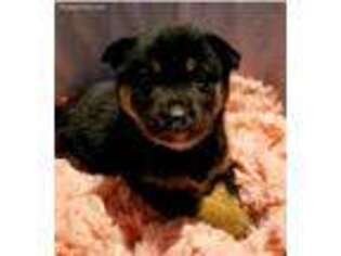 Shiba Inu Puppy for sale in Oxford, MI, USA