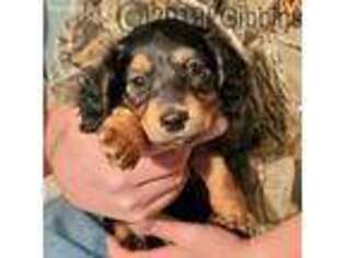 Dachshund Puppy for sale in Cynthiana, KY, USA