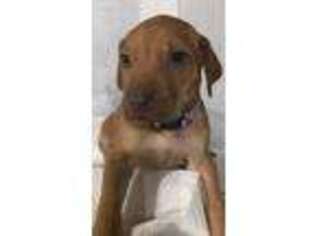 Rhodesian Ridgeback Puppy for sale in New Caney, TX, USA