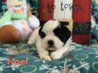 Mutt Puppy for sale in Pataskala, OH, USA