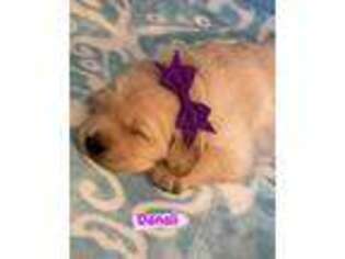 Golden Retriever Puppy for sale in El Mirage, AZ, USA