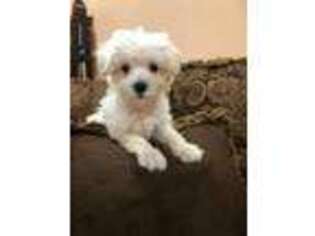 Schnoodle (Standard) Puppy for sale in Monroe Township, NJ, USA