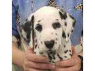 Dalmatian Puppy for sale in Lenox, IA, USA