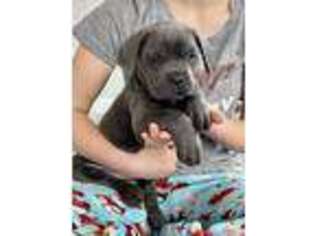 Cane Corso Puppy for sale in Polkton, NC, USA