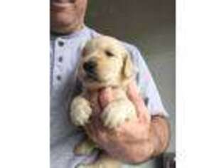 Golden Retriever Puppy for sale in Glens Fork, KY, USA