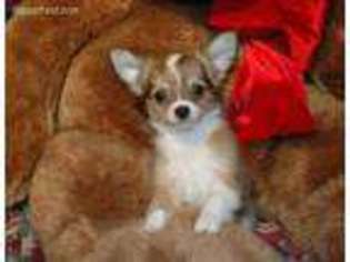 Chihuahua Puppy for sale in Largo, FL, USA