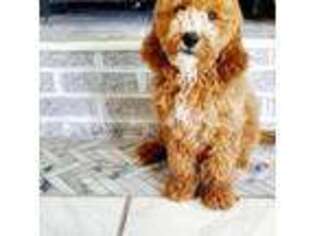 Goldendoodle Puppy for sale in Toms Brook, VA, USA