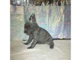 Cane Corso Puppy for sale in Yukon, OK, USA