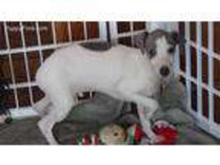 Italian Greyhound Puppy for sale in Gaffney, SC, USA