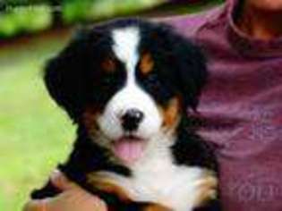 Bernese Mountain Dog Puppy for sale in Brinkhaven, OH, USA