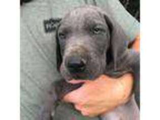 Great Dane Puppy for sale in Darlington, SC, USA