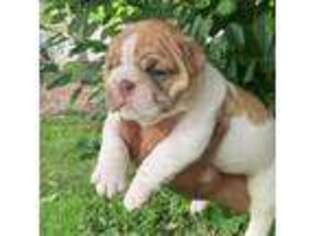 Bulldog Puppy for sale in Columbus, OH, USA