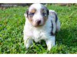 Australian Shepherd Puppy for sale in Gallant, AL, USA