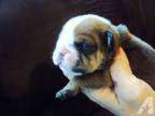 Bulldog Puppy for sale in JUDSONIA, AR, USA