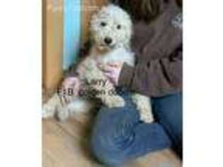Goldendoodle Puppy for sale in Coloma, MI, USA